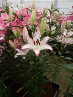 [5251 The Edge No02.JPG]